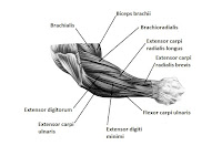 Biggest muscles of the forearm