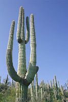 Giant Sahuaro Cactus in North Phoenix