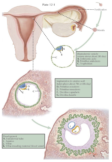 IMPLANTATION AND EARLY DEVELOPMENT OF OVUM