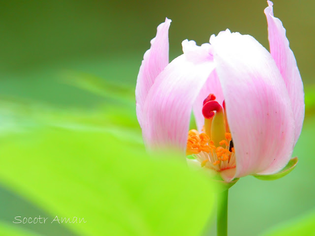 Paeonia obovata