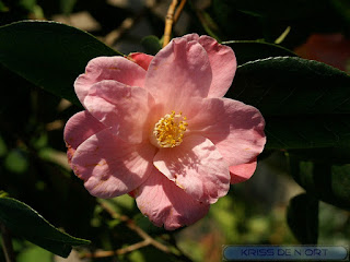 Camellia sp. - Camélia non déterminé