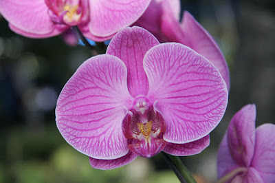 Orchid at Phuket Flower Fair