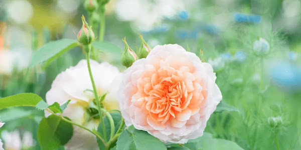 Rose Garden Saputara: A Nature Lover's Paradise