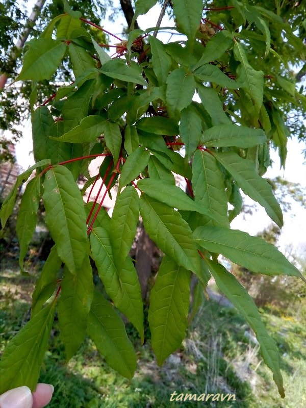 Клён маньчжурский (Acer mandshuricum)