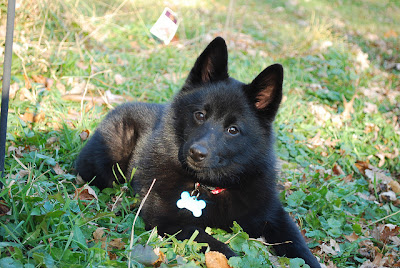 Schipperke Puppy Pictures