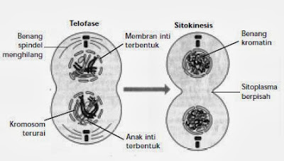 Tahap-tahap mitosis