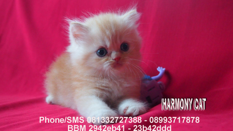 Hamster Dan Kucing Persia Murah Surabaya: KUCING PERSIA 