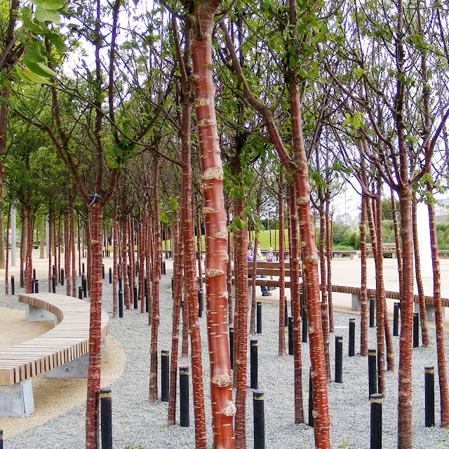 Paperbark Cherry trees at London's Queen Elizabeth Olympic Park