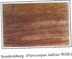  kayu sonokembang ini juga termasuk salah satu jenis kayu khas dari tempat tropis yang ter Kayu Sonokembang - Termasuk Jenis Kayu Bernilai Komersial Di Indonesia