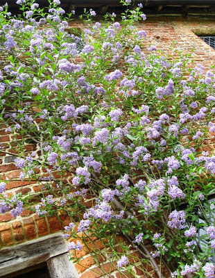 Purple flowers against a red brick wal