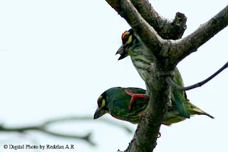 Coppersmith Barbet courtship - mating Copulation