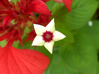 Mussaenda rouge - Mussaenda erythrophylla