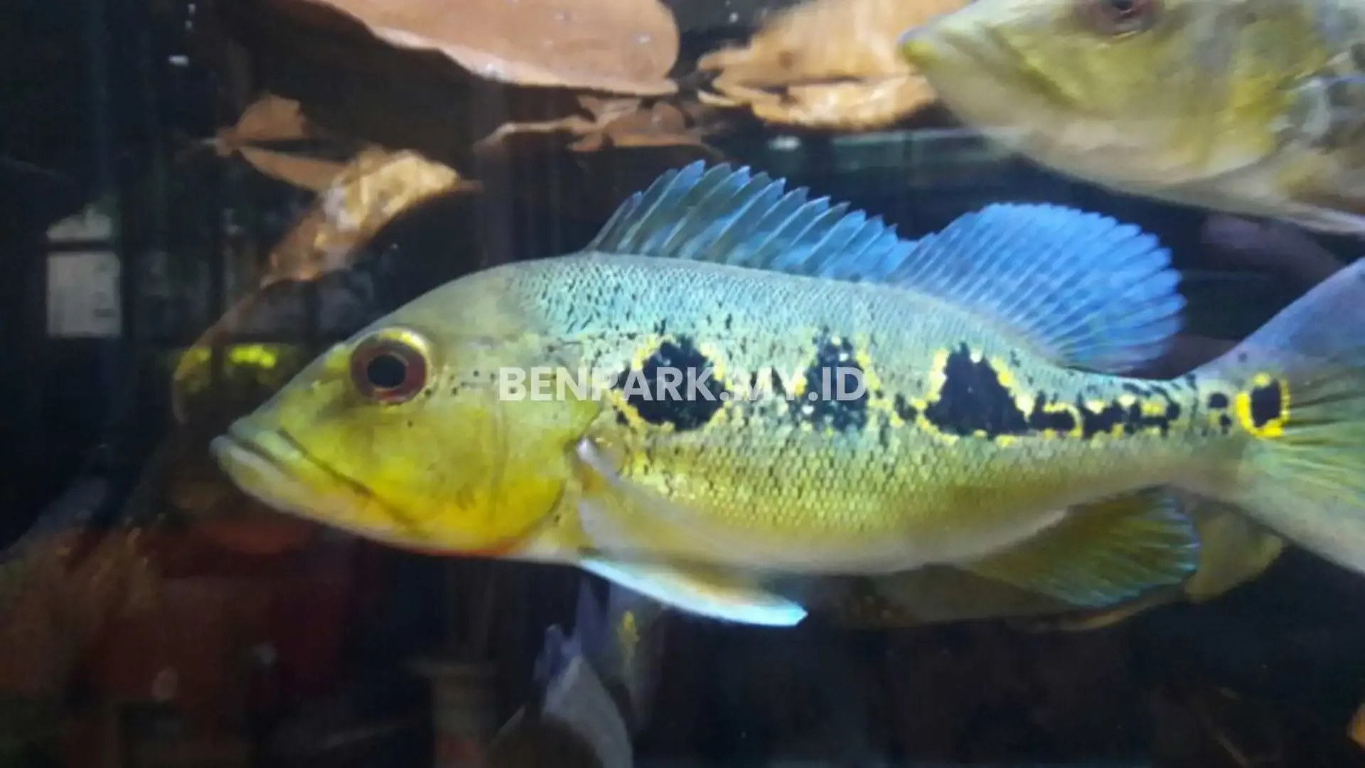 ikan predator air tawar tipe tengah