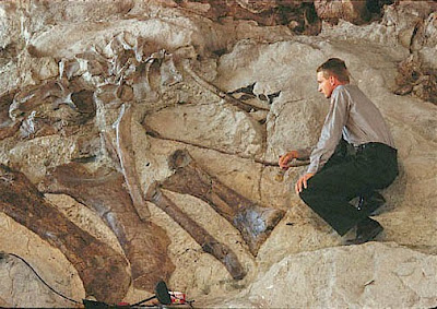 Dinosaur fossils