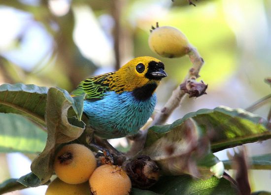 beauty birds