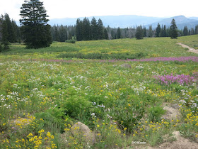 midsummer wildflowers, Colorado Rockies