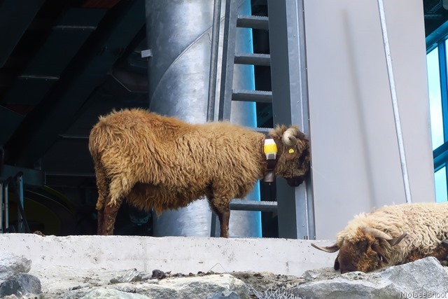 a flock of mountain goats resting at the ski lift station at Hirli.  