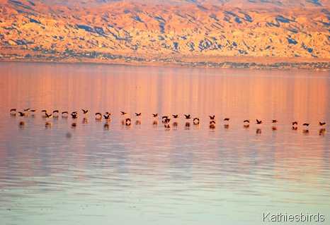 6. cormorants-kab
