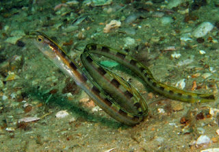 Barred Snake Eel