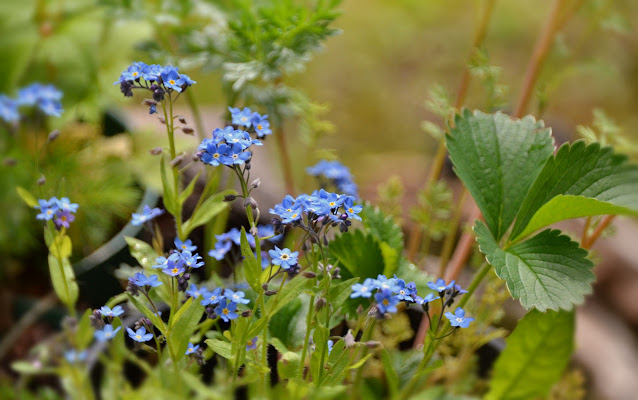 Tiny blue flowers with pale or yellow centres on delicate leafy stems rise from among much larger leaves of strawberry plants, with other ferny leaves behind. The light is a bit golden