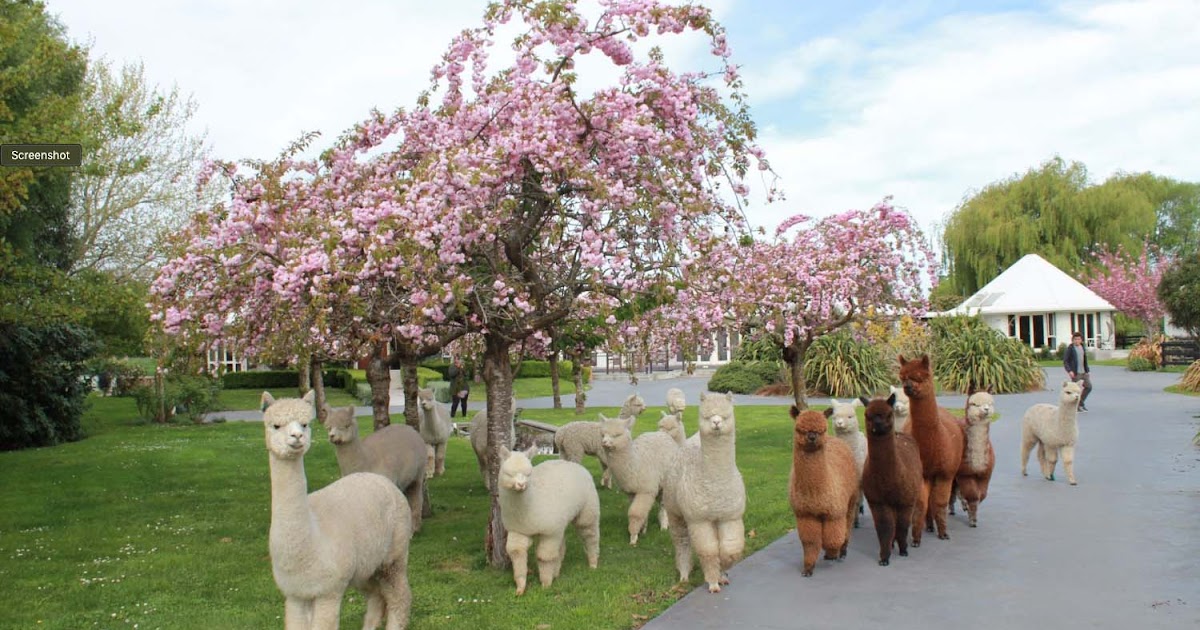 Alpaca Farm Experience: What Makes It Top Choice For You?