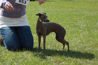 ABIGAIL Pustynny Wiatr Italian Greyhound