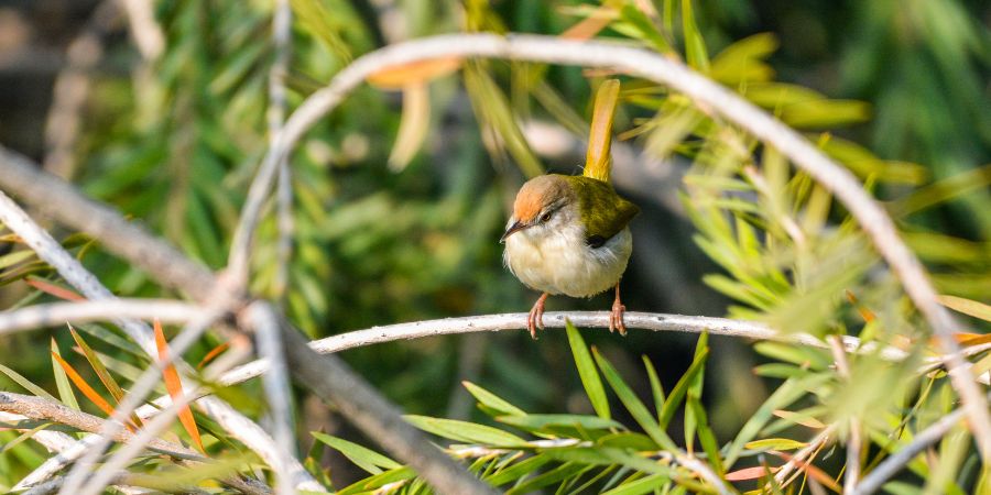 How To Create A Bird-Friendly Garden: 8 Proven Strategies