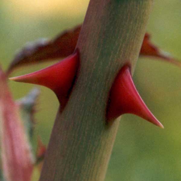 Pictures Of Roses With Thorns. Thorns And Roses.