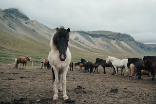 How Many Years Does a Horse Live