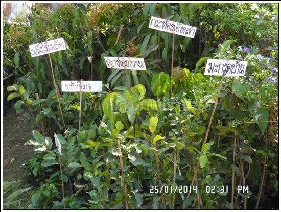 'งานเกษตรภาคอีสาน ขอนแก่น 2557