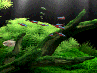 AQUARIUM
