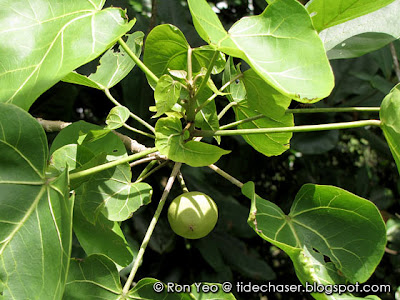 Portia Tree (Thespesia populnea)