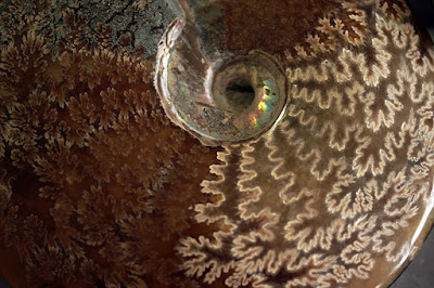 Ammonite sutures