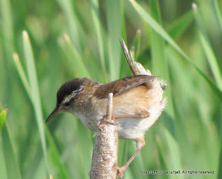 Marsh Wren