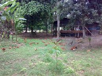 IE Agro BackYard Poultry Farm