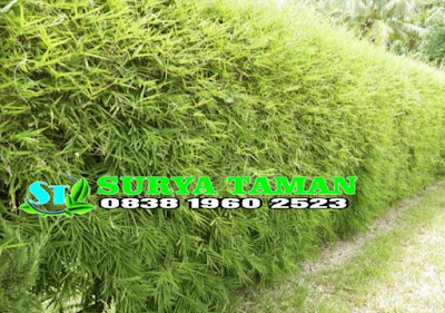 Jual Tanaman Bambu Jepang di Purwakarta