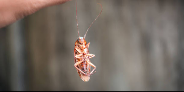 How To Get Rid of Cockroaches in Melbourne