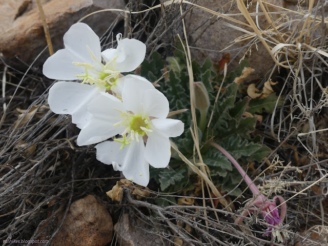 32: low, floppy, white flowers