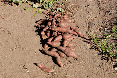 harvesting tons of sweet potatoes: LadyD Books