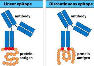 epitope 2 Antigen Learn with DeepaliTalk Immune System Biotechnology