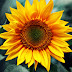 Pictures of Sun Flowers-Sunflower Wallpapers.