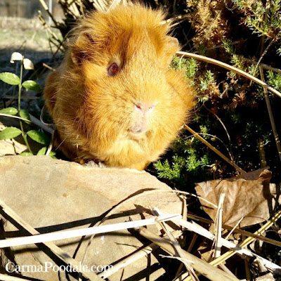 Guinea pig on the rocks