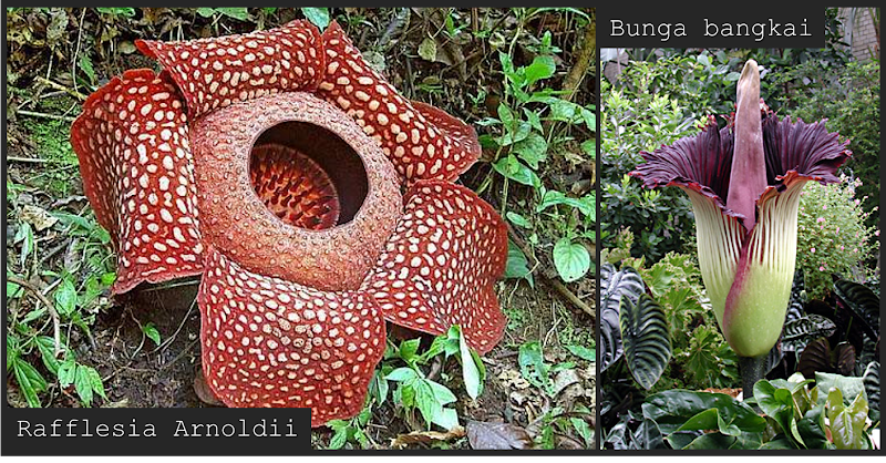 24+ Gambar Bunga Bangkai Rafflesia Arnoldi