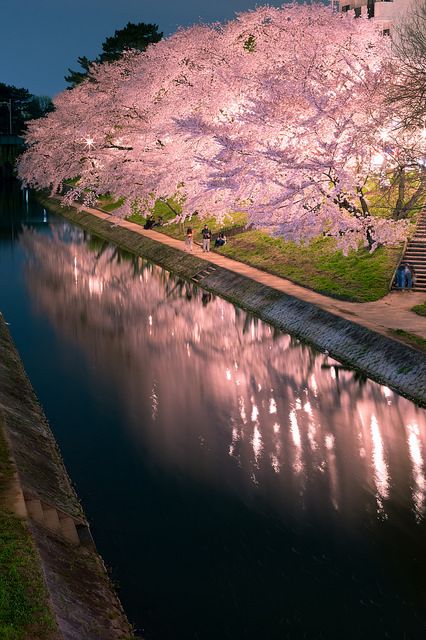 日本京都夜櫻