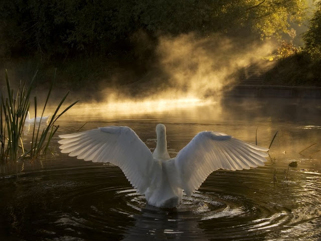 Swan on the River Avon