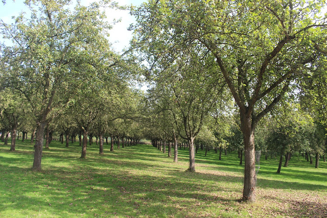 Orchard view from outside Stockton Bury's cafe