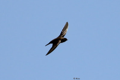 Dusky Crag-Martin