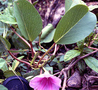 Ipomoea pes-caprae, Jamaica