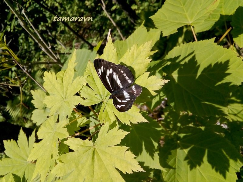 Клён ложнозибольдов (Acer pseudosieboldianum)