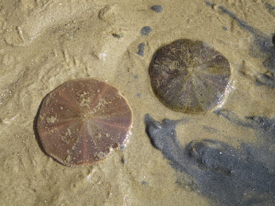 Sand dollars (Arachnoides placenta)